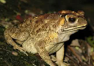 蟾蜍能治療癌癥嗎？蟾蜍能治什么病