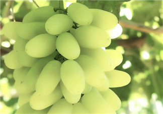 馬奶葡萄什么時(shí)候上市？馬奶葡萄2017上市時(shí)間