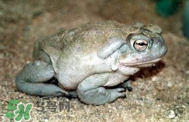 蟾蜍有毒嗎？蟾蜍皮有毒嗎
