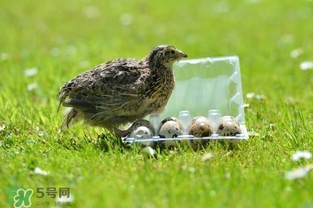 孕婦吃鵪鶉蛋會長斑嗎？孕婦吃鵪鶉蛋好還是雞蛋好？