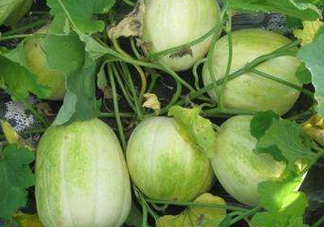 梨瓜可以吃皮嗎？梨瓜皮能吃嗎？