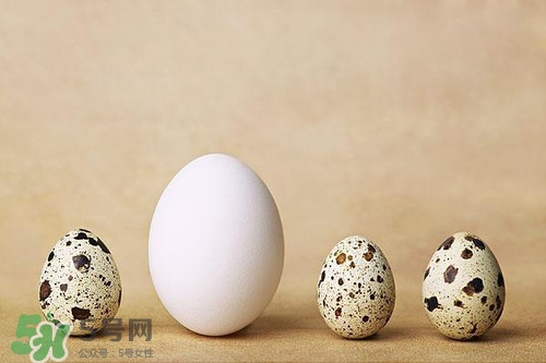 鵪鶉蛋能帶皮吃嗎？鵪鶉蛋能多吃嗎？