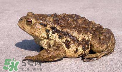 買賣活蟾蜍違法嗎？為什么抓蟾蜍犯法