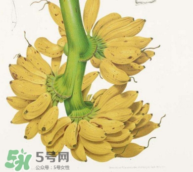 芭蕉不能和什么一起吃？芭蕉什么人不能吃