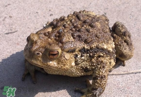 蟾蜍怎么分辨公母？蟾蜍如何養(yǎng)殖