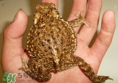 蟾蜍怎么讀？蟾蜍是保護動物嗎？