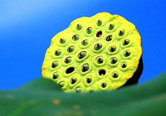 蓮蓬什么時候成熟？蓮蓬什么時候上市？