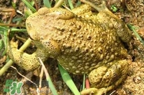 蟾蜍能活多久？蟾蜍可以活多少年