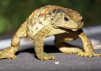 蟾蜍怎么分辨公母？蟾蜍如何養(yǎng)殖