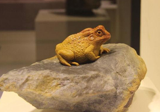 蟾蜍能活多久？蟾蜍可以活多少年