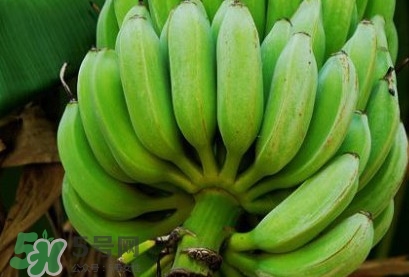 芭蕉不熟可以吃嗎？芭蕉怎么催熟