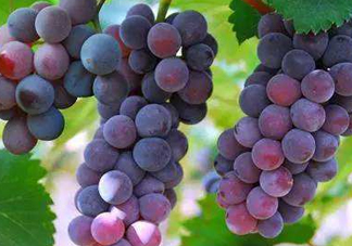 無籽葡萄孕婦能不能吃？無籽葡萄和葡萄的區(qū)別