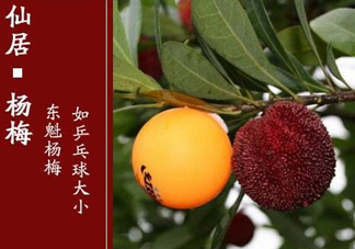 仙居楊梅多少錢一斤？仙居楊梅多少錢一斤2017？