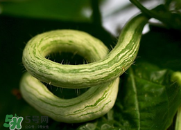 蛇瓜什么時候種？蛇瓜的種植方法