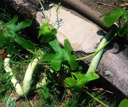 蛇瓜多少錢一斤？蛇瓜種子在哪里買到？