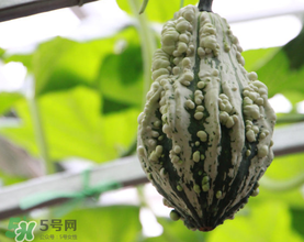 蛇瓜多少錢一斤？蛇瓜種子在哪里買到？