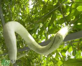 蛇瓜多少錢一斤？蛇瓜種子在哪里買到？