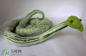 蛇瓜怎么挑選？蛇瓜的選購技巧