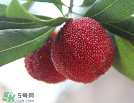 東魁楊梅多少錢一斤？東魁楊梅多少錢一斤2017？