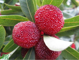 東魁楊梅什么時(shí)候上市？東魁楊梅什幾月成熟？