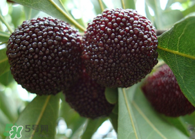 東魁楊梅什么時(shí)候上市？東魁楊梅什幾月成熟？