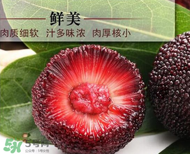 荸薺楊梅和東魁楊梅哪個好吃？荸薺楊梅跟東魁楊梅有什么區(qū)別？