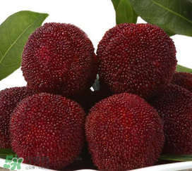 荸薺楊梅和東魁楊梅哪個好吃？荸薺楊梅跟東魁楊梅有什么區(qū)別？