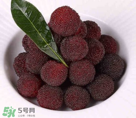 荸薺楊梅和東魁楊梅哪個好吃？荸薺楊梅跟東魁楊梅有什么區(qū)別？