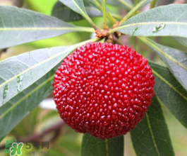 仙居楊梅幾月份上市？仙居楊梅什么時(shí)候上市？