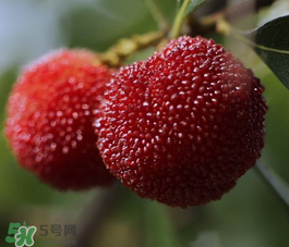 仙居楊梅幾月份上市？仙居楊梅什么時(shí)候上市？