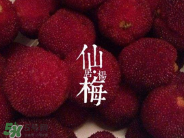 仙居楊梅多少錢一斤？仙居楊梅多少錢一斤2017？