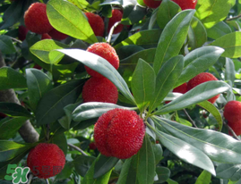 仙居楊梅多少錢一斤？仙居楊梅多少錢一斤2017？