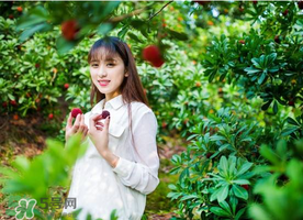 仙居楊梅在哪里？仙居楊梅哪里最好？