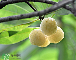 白楊梅多少錢(qián)一斤？白楊梅產(chǎn)地