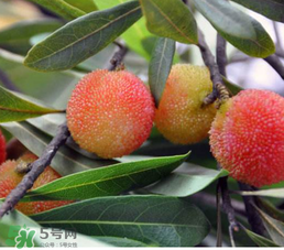 白楊梅多少錢(qián)一斤？白楊梅產(chǎn)地