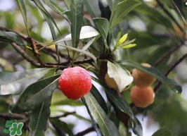 白楊梅可以泡酒嗎？白楊梅泡酒有什么功效？