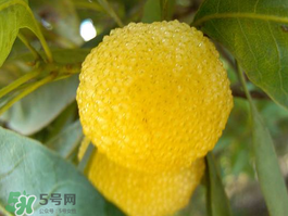 白楊梅可以泡酒嗎？白楊梅泡酒有什么功效？