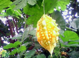 癩葡萄和苦瓜有什么區(qū)別？賴葡萄是苦瓜嗎？