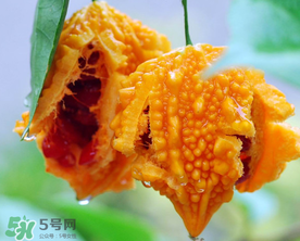 癩葡萄和苦瓜有什么區(qū)別？賴葡萄是苦瓜嗎？