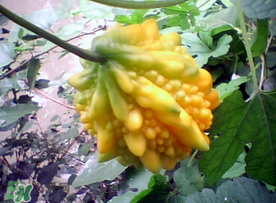 癩葡萄和苦瓜有什么區(qū)別？賴葡萄是苦瓜嗎？