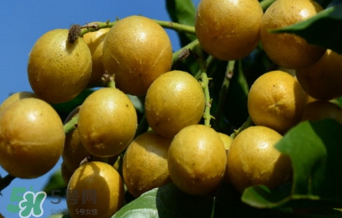 黃皮果怎么吃？黃皮果有什么功效