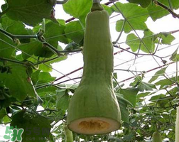 砍瓜種子哪里有賣的？砍瓜多少錢一斤？