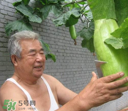 砍瓜種子哪里有賣的？砍瓜多少錢一斤？