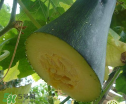 砍瓜種子哪里有賣的？砍瓜多少錢一斤？