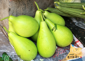 瓠子多少錢一斤？瓠子多少錢一斤2017？