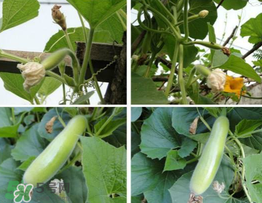 瓠子是什么？瓠子是什么意思？