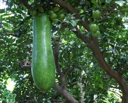 瓠子是什么？瓠子是什么意思？