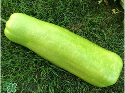 瓠子是西葫蘆嗎？瓠子個(gè)西葫蘆的區(qū)別