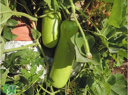 瓠子是西葫蘆嗎？瓠子個(gè)西葫蘆的區(qū)別