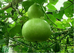 蒲瓜不能和什么一起吃？蒲瓜和什么相克？